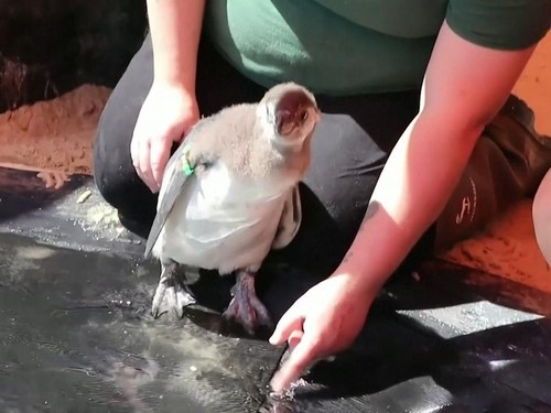 VIDEO: Gemasnya Bayi Penguin 'Les' Renang di Kebun Binatang London